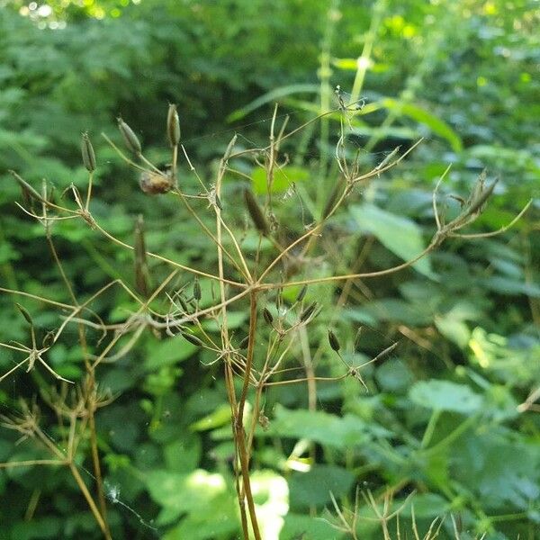 Chaerophyllum bulbosum Ovoce