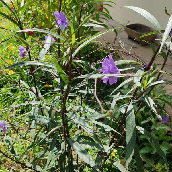 Ruellia simplex List