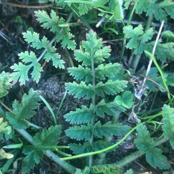 Erodium moschatum पत्ता