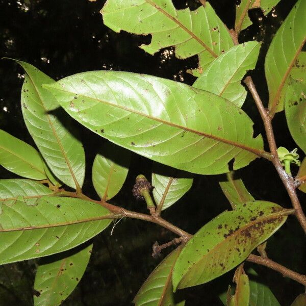 Guatteria aeruginosa Leaf