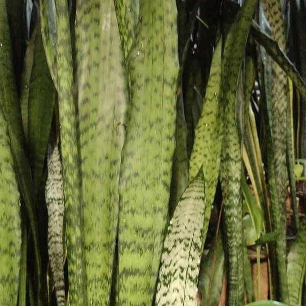 Sansevieria trifasciata Fuelha