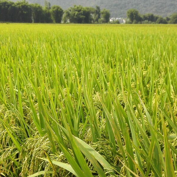 Oryza sativa Φρούτο