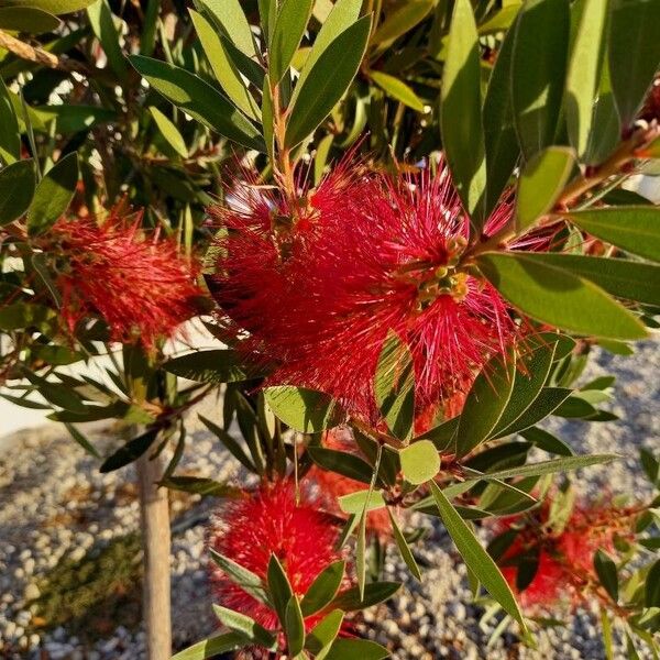 Callistemon citrinus Flor