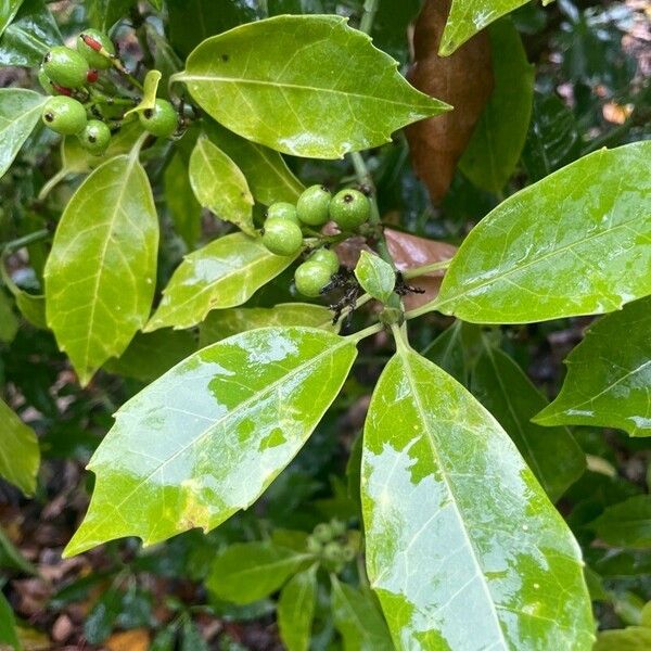 Aucuba japonica Blad