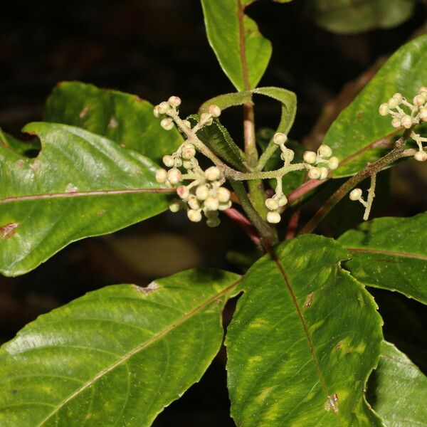 Saurauia yasicae Квітка