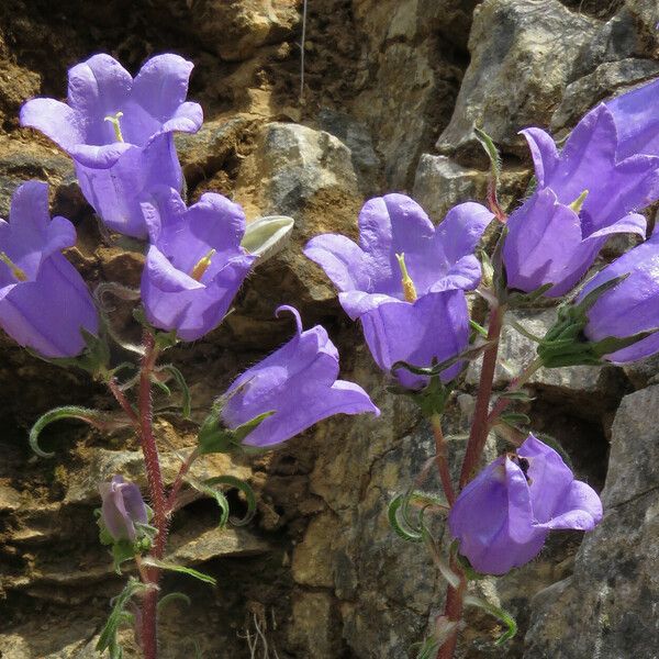 Campanula speciosa 花