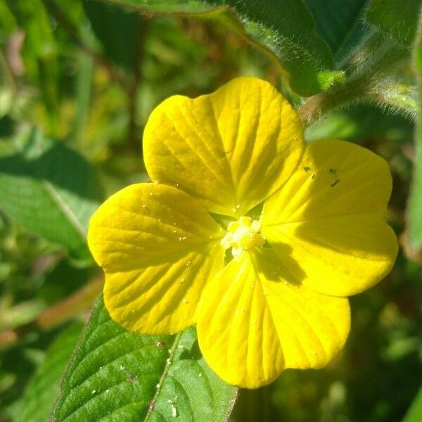 Ludwigia peruviana Žiedas