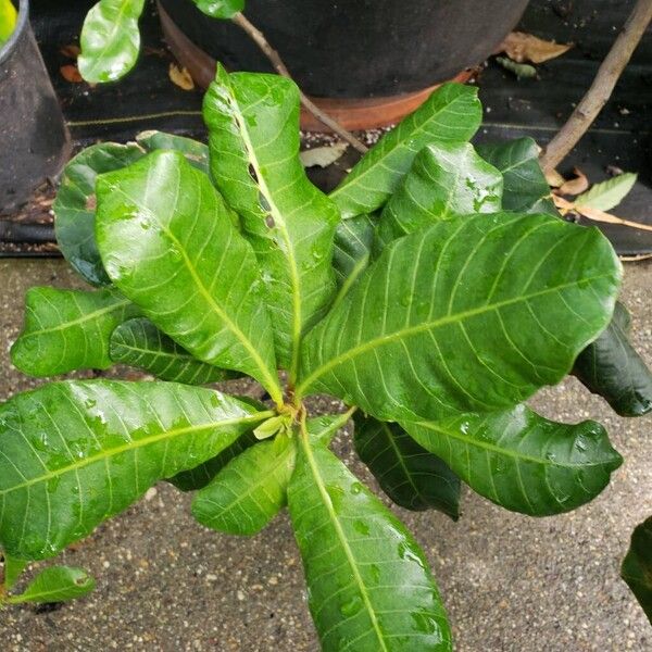 Annona muricata Ліст