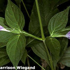 Ruellia strepens Bark