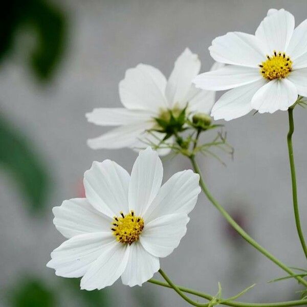 Cosmos bipinnatus Flower