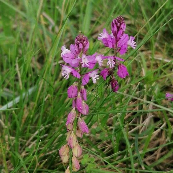 Polygala comosa Kvet