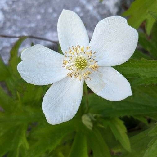 Anemonastrum canadense Kukka