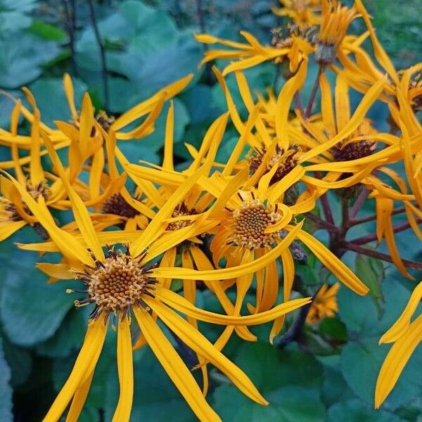 Ligularia dentata Kwiat