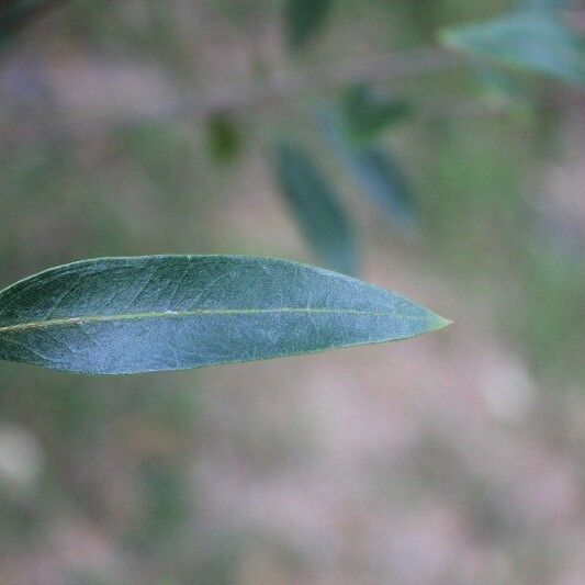 Olea lancea Folha