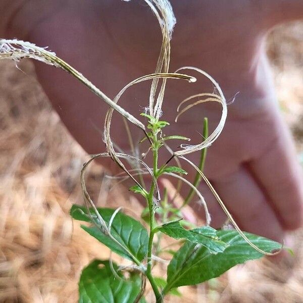 Epilobium roseum Hedelmä