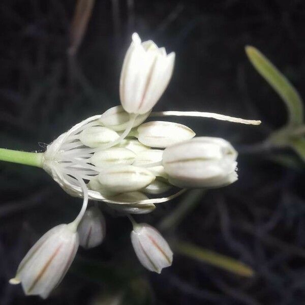 Allium paniculatum 花