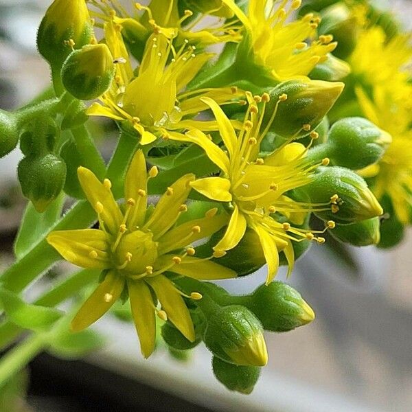 Aeonium canariense Flower