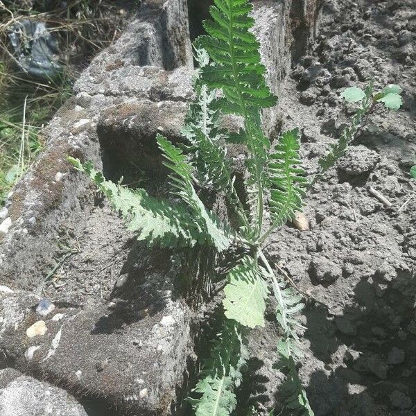 Achillea filipendulina Hostoa