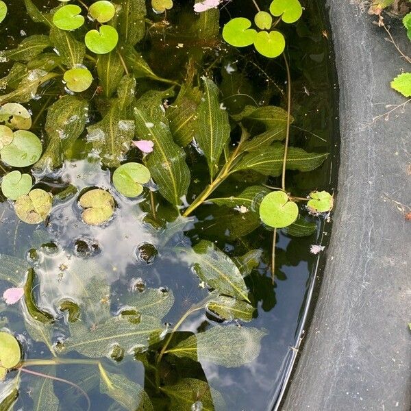 Potamogeton lucens Leaf