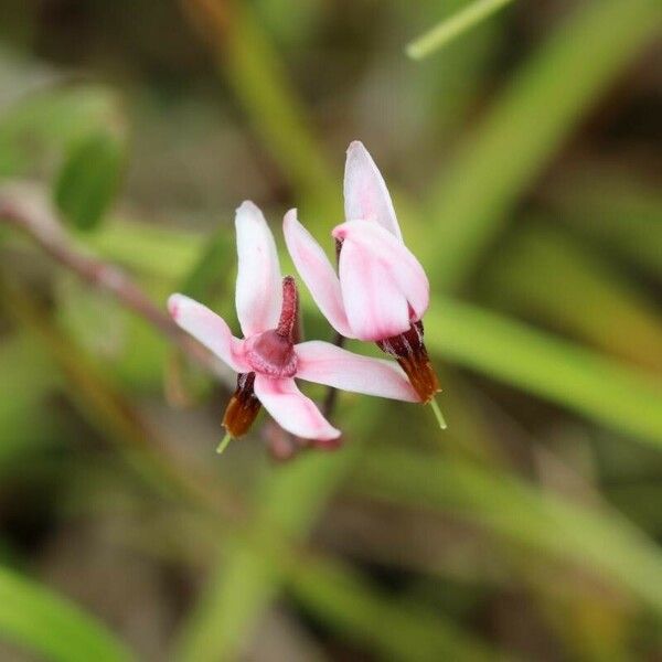 Vaccinium oxycoccos Квітка