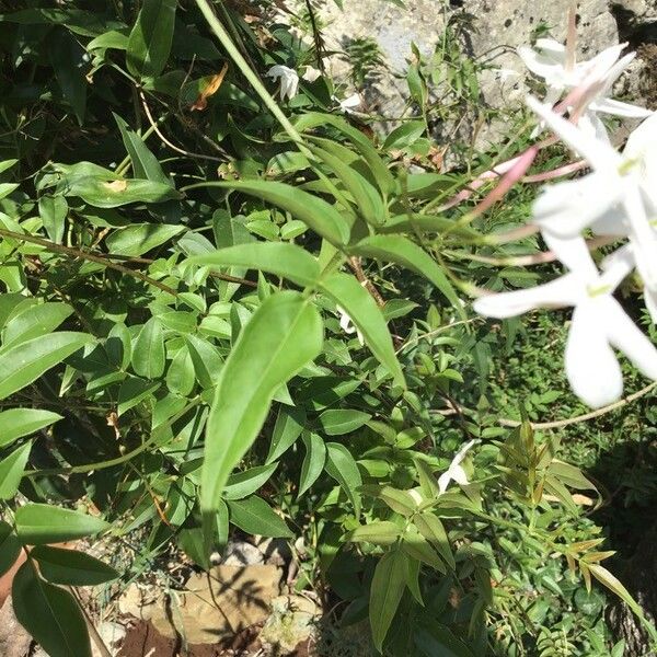 Jasminum polyanthum Liść