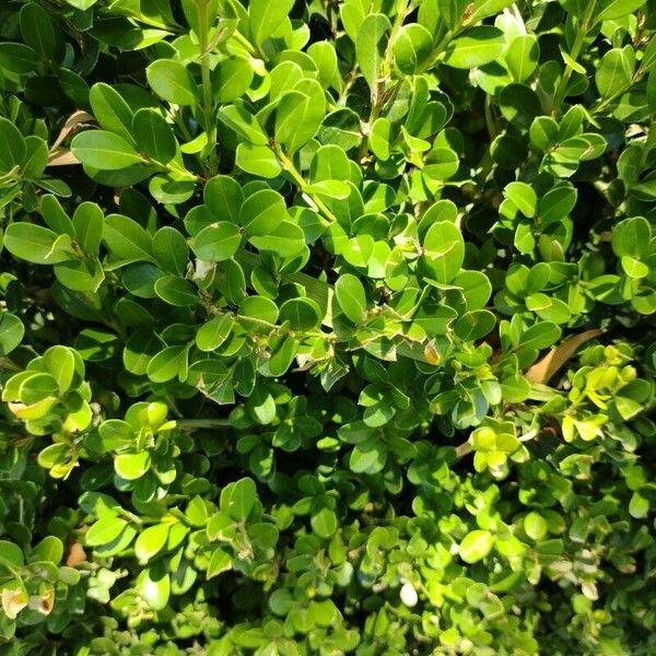 Buxus microphylla Leaf