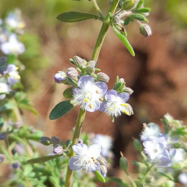 Scoparia dulcis Blüte