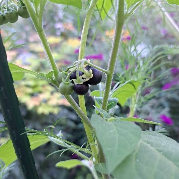 Solanum americanum Fruit