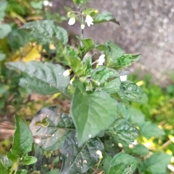 Solanum douglasii पत्ता