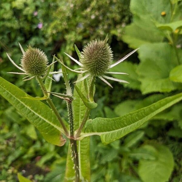 Dipsacus sativus 花