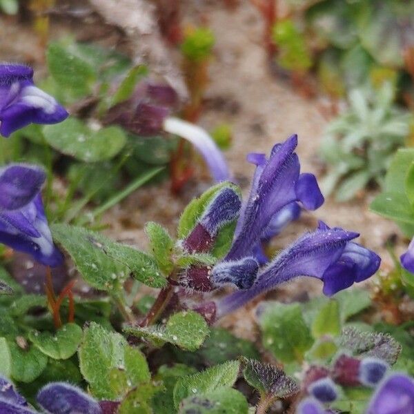 Scutellaria tuberosa आदत