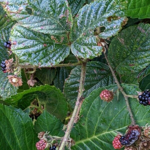 Rubus schleicheri Yaprak