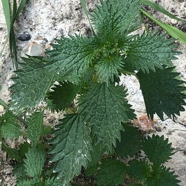 Urtica urens पत्ता