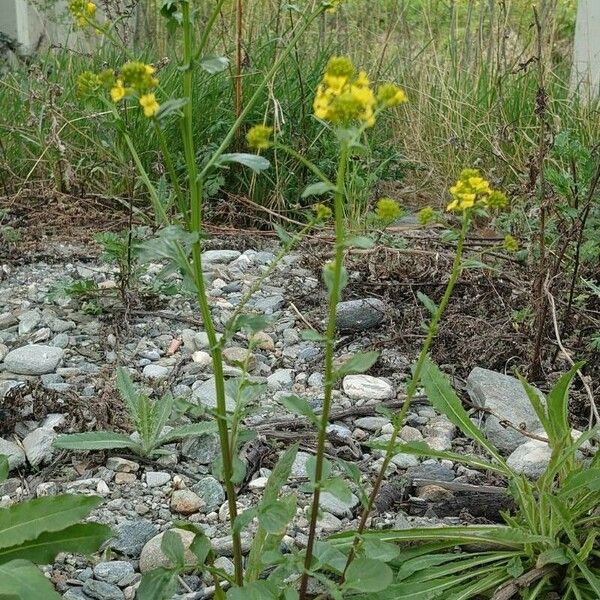 Barbarea orthoceras Habit