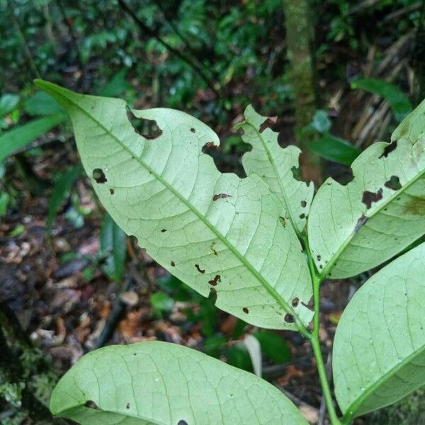 Diospyros carbonaria Frunză