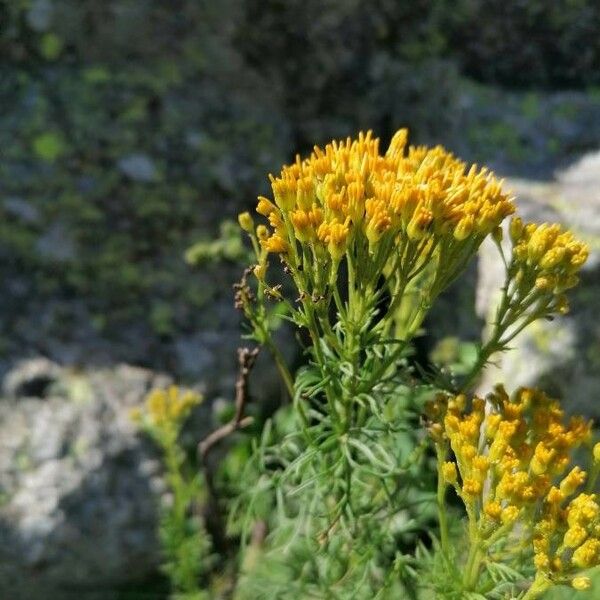 Jacobaea adonidifolia Квітка