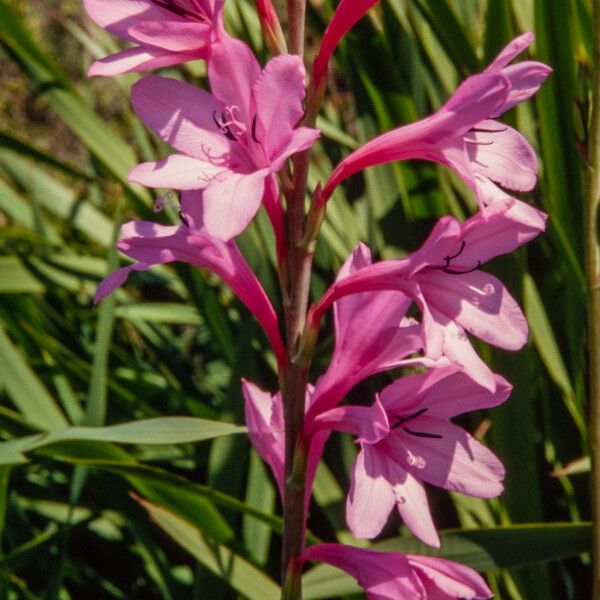 Watsonia borbonica Kwiat