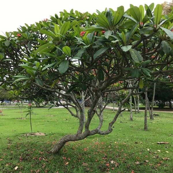 Plumeria rubra Tervik taim