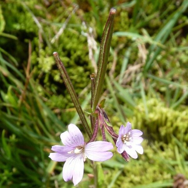 Epilobium palustre Gyümölcs