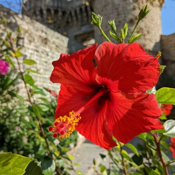 Hibiscus rosa-sinensis Kvet