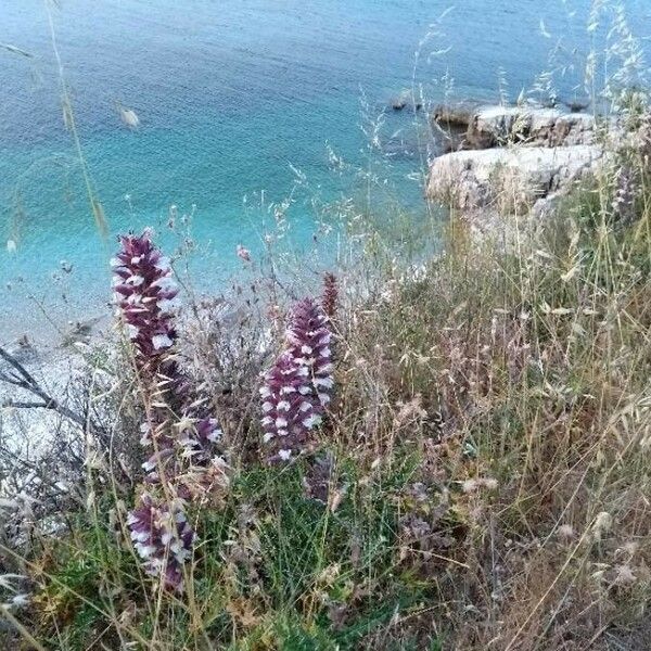 Acanthus spinosus Floro