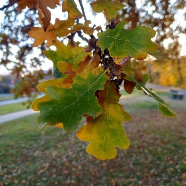 Quercus robur Leaf