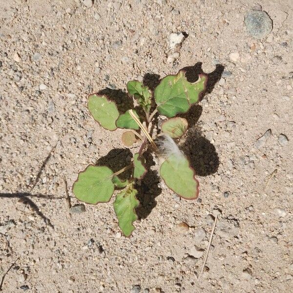 Boerhavia coccinea Blad