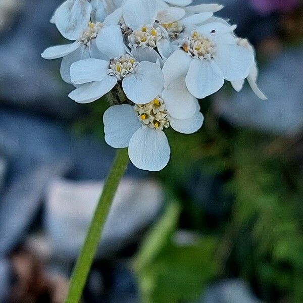 Achillea clavennae Kvet