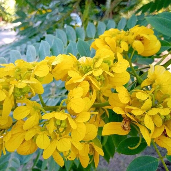 Senna spectabilis 花