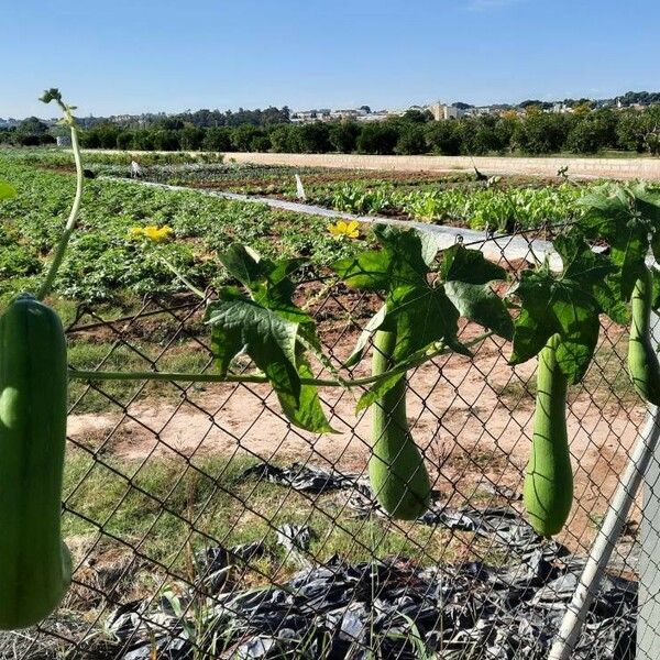 Luffa aegyptiaca Frucht