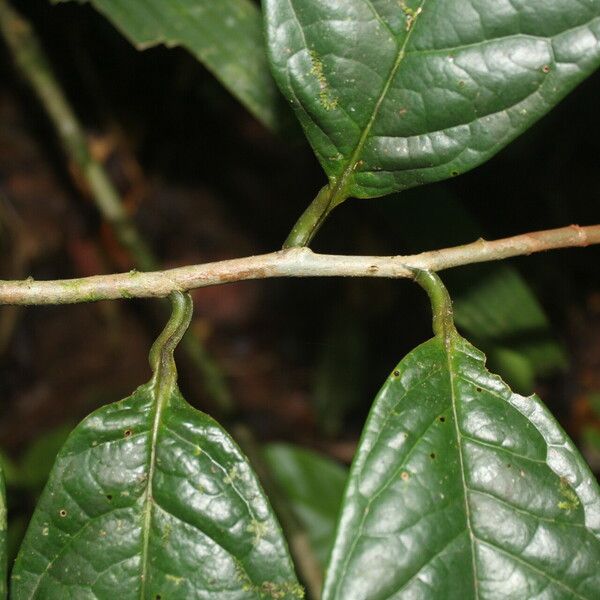 Anaxagorea phaeocarpa Leaf