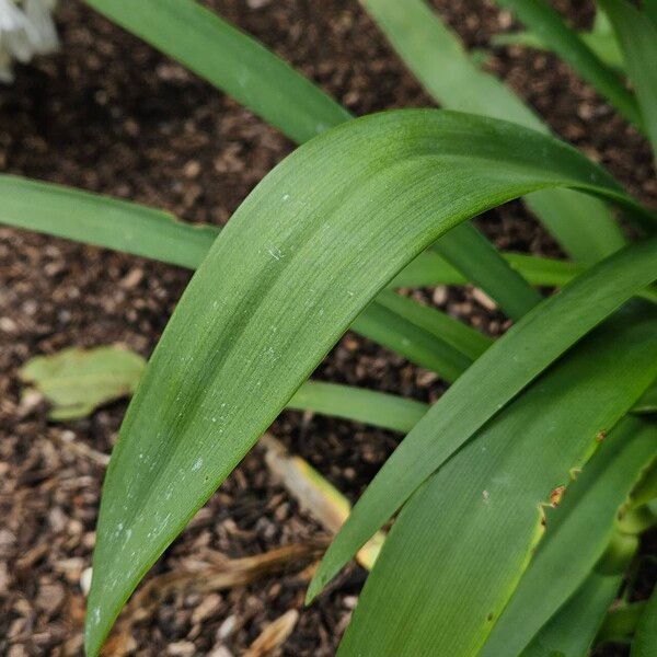 Agapanthus africanus Liść