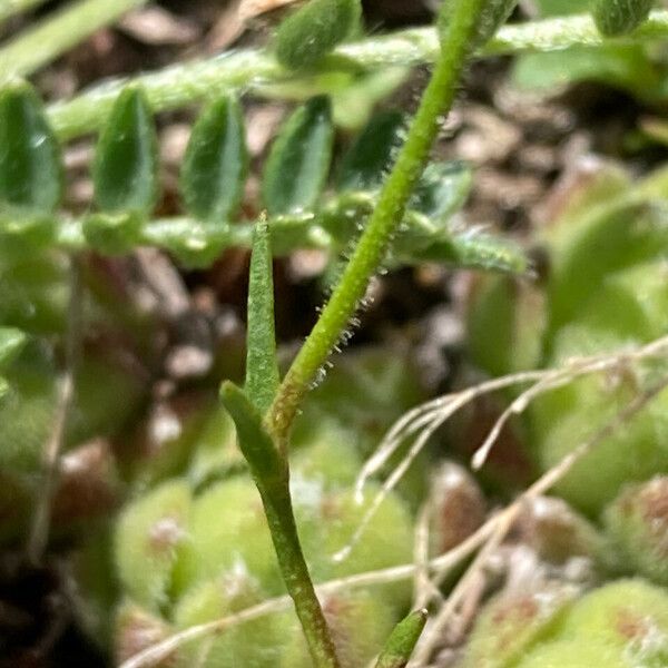 Sabulina verna Kora