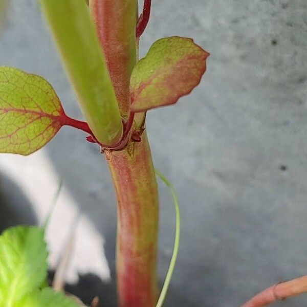 Leycesteria formosa خشب